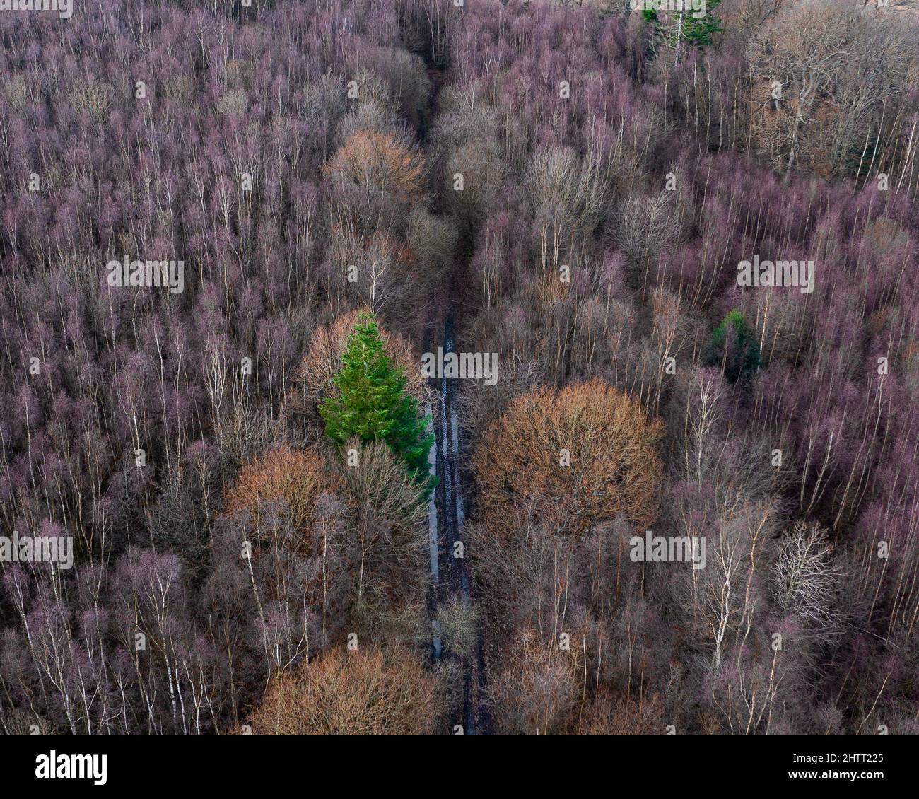 The Pathway in the forest with tall trees in purple and green Stock Photo