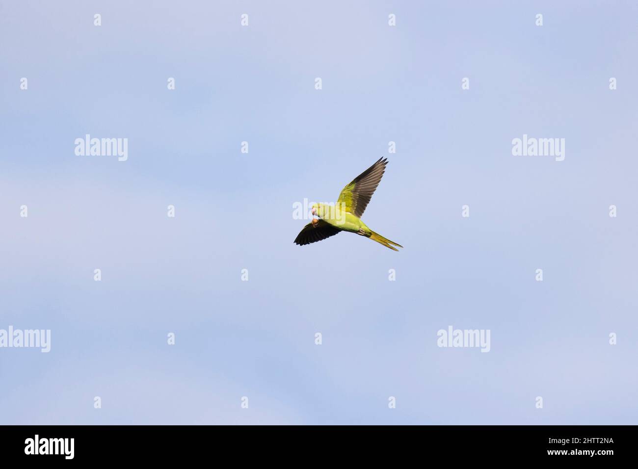Rose-ringed Parakeet (Psittacula krameri) adult female flying with oak gall in beak Stock Photo