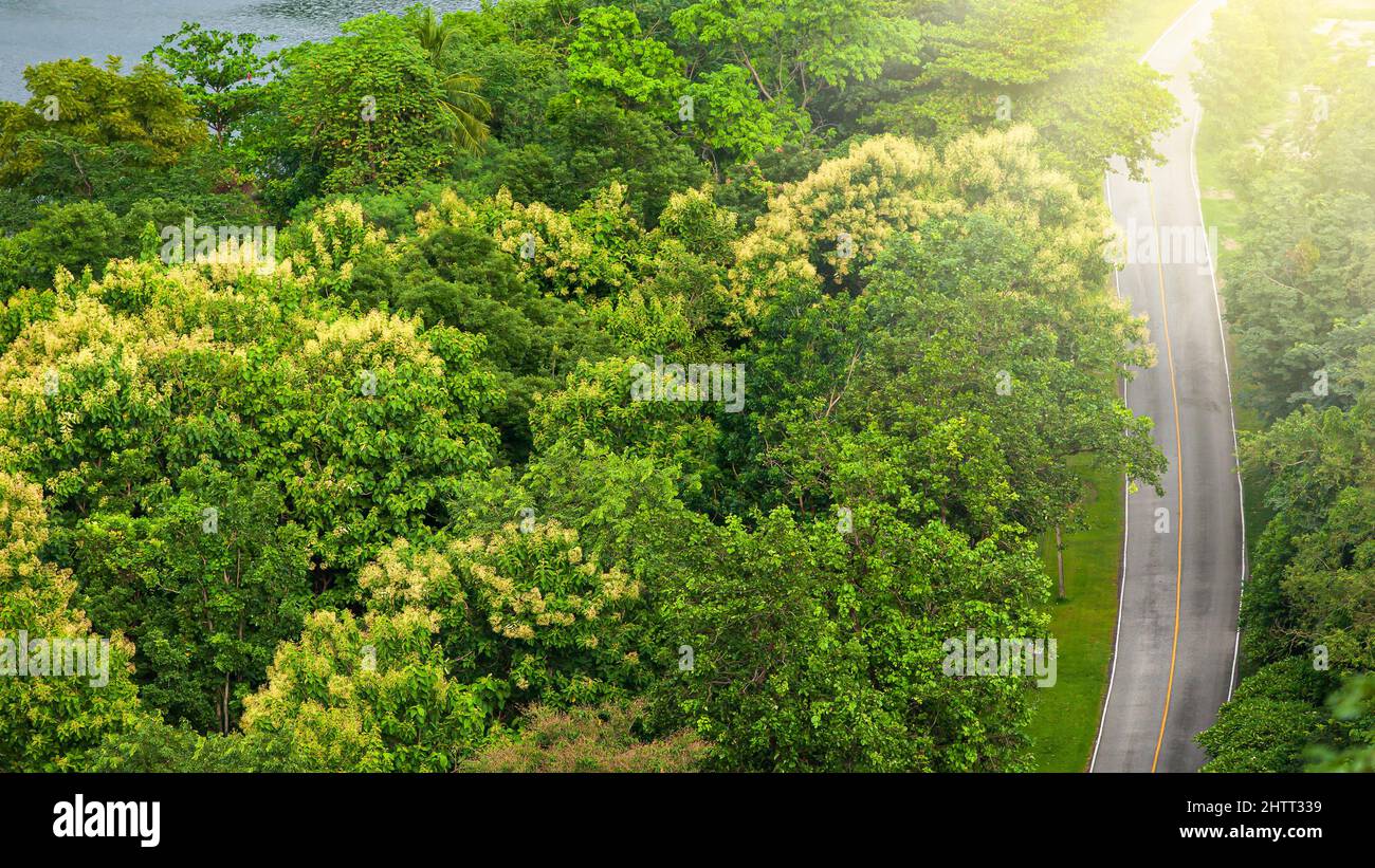 Aerial view of an empty curve forest road at sunrise, country road surrounded by green tropical forest near a lake. Travel, transportation concepts. Stock Photo