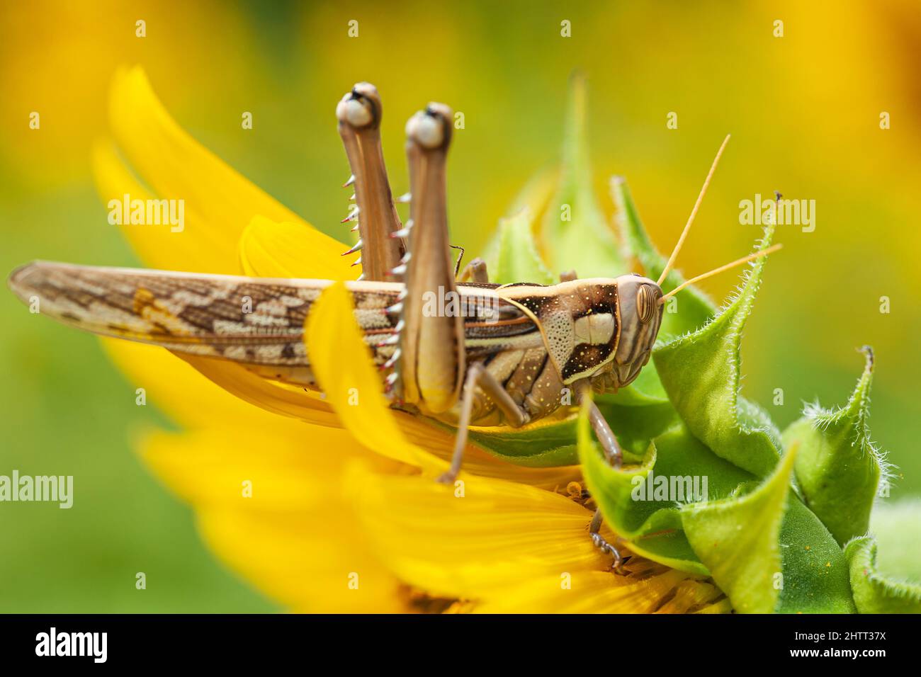 Patanga succincta hi-res stock photography and images - Alamy