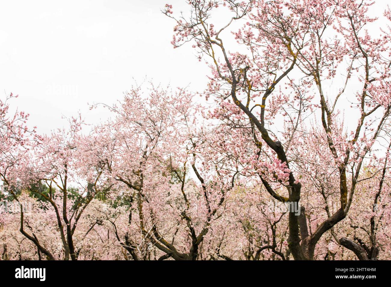 Double flowering plum (Prunus triloba) and White flowering almond