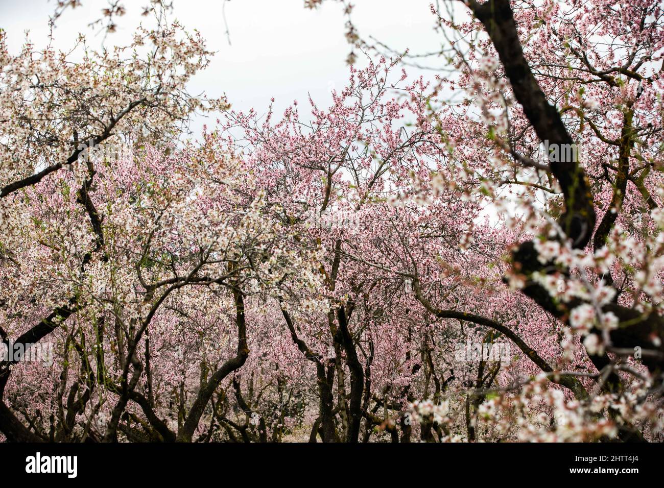 Double flowering plum (Prunus triloba) and White flowering almond