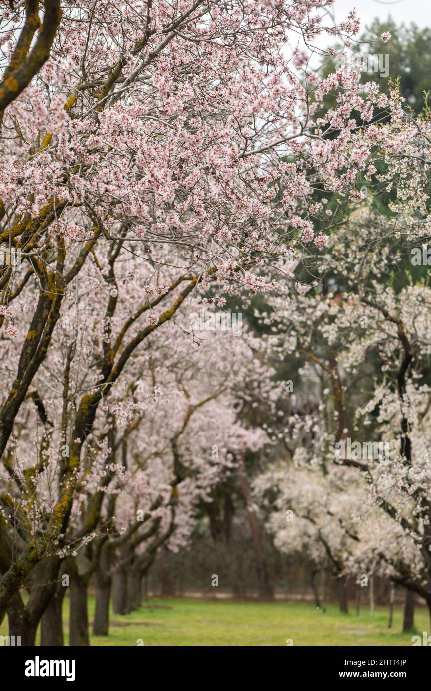 Double flowering plum (Prunus triloba) and White flowering almond