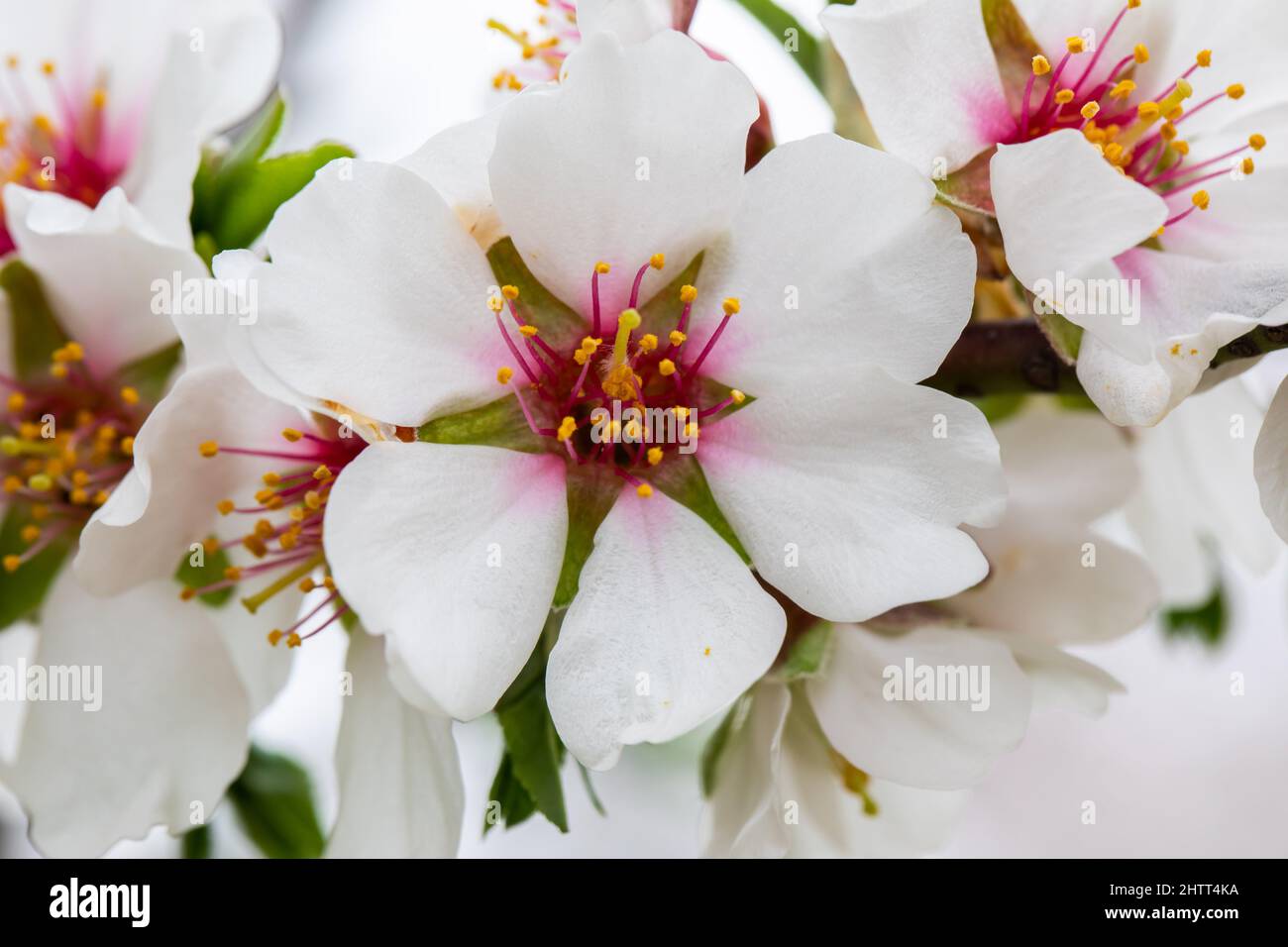 Double flowering plum (Prunus triloba) and White flowering almond