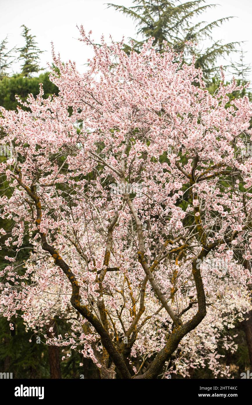 Double flowering plum (Prunus triloba) and White flowering almond