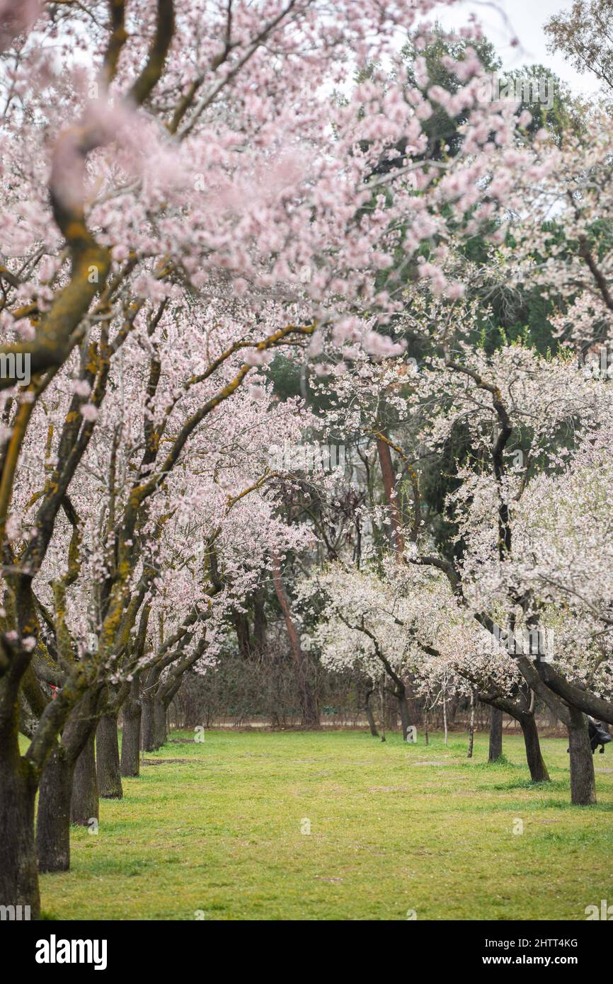 Double flowering plum (Prunus triloba) and White flowering almond