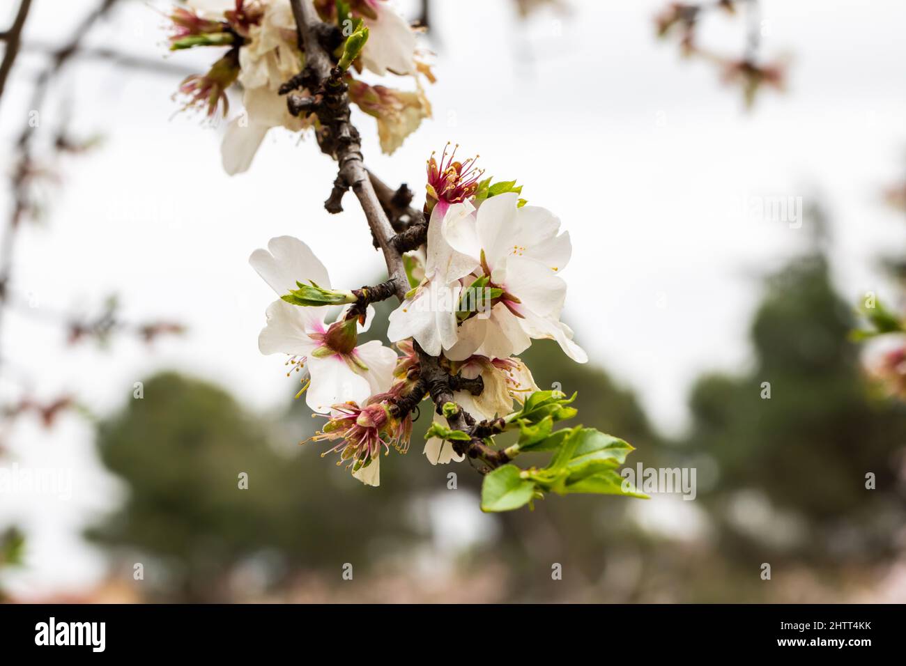 Double flowering plum (Prunus triloba) and White flowering almond