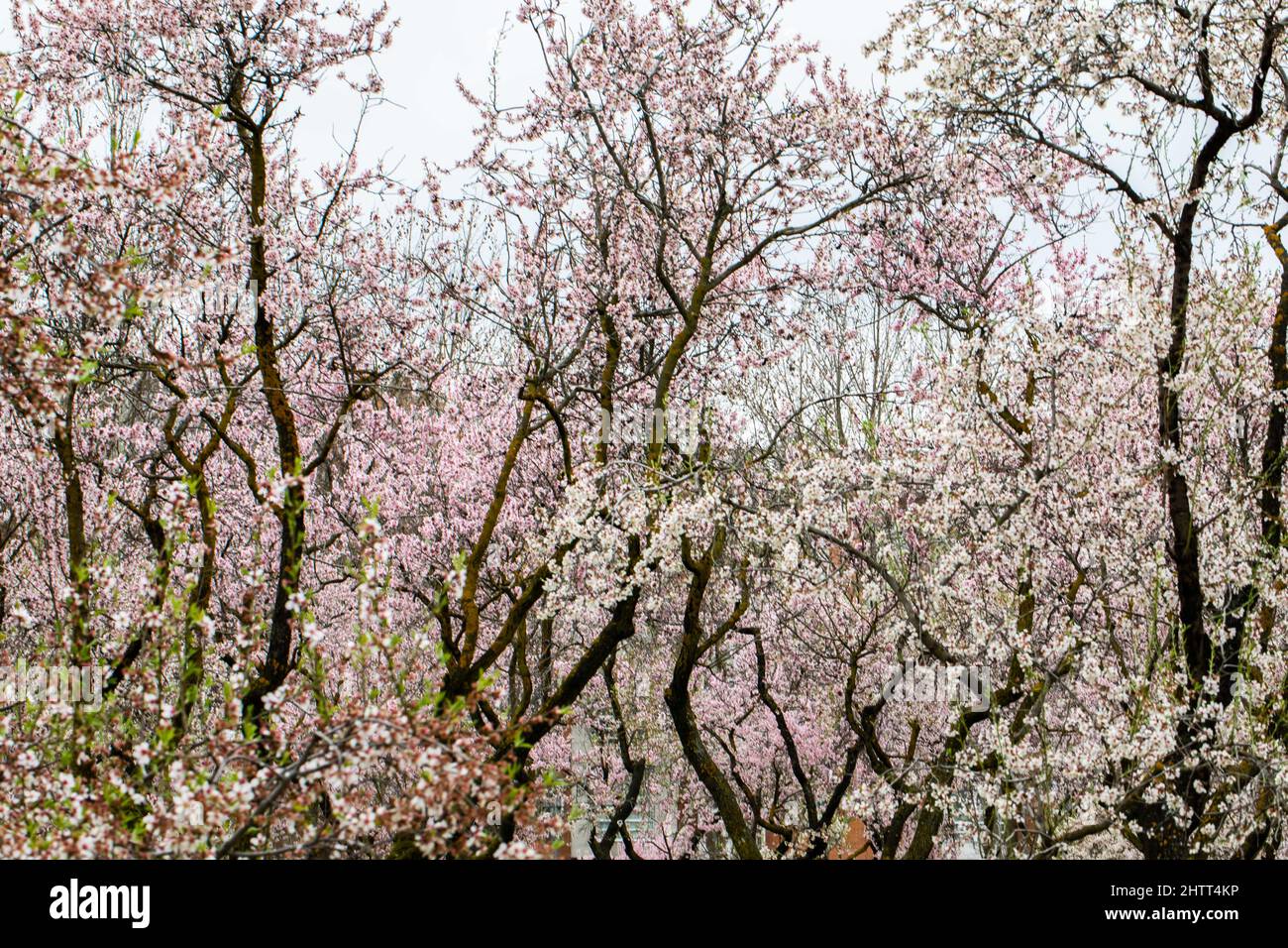Double flowering plum (Prunus triloba) and White flowering almond