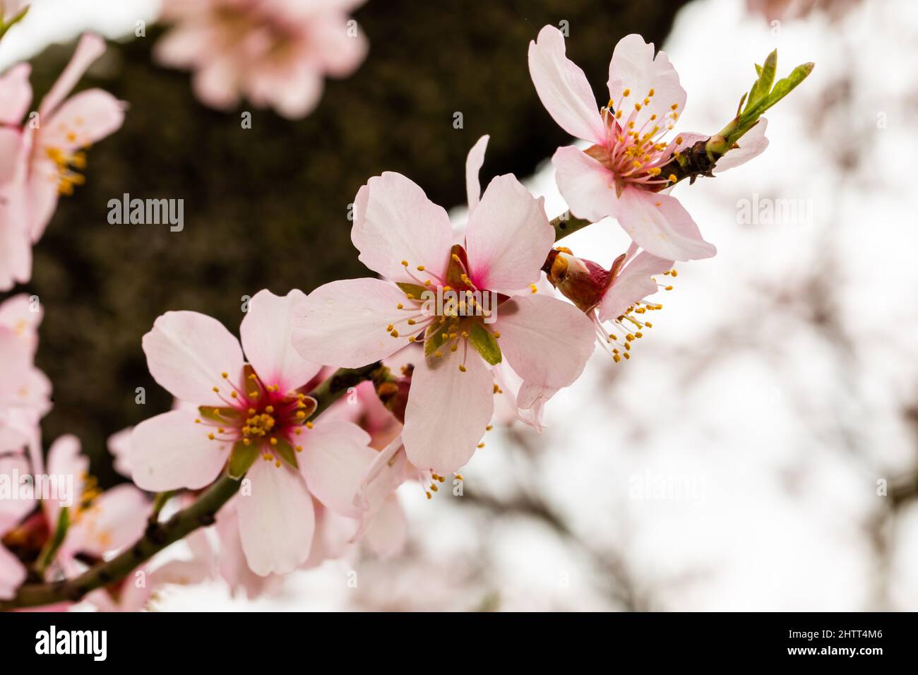 Double flowering plum (Prunus triloba) and White flowering almond