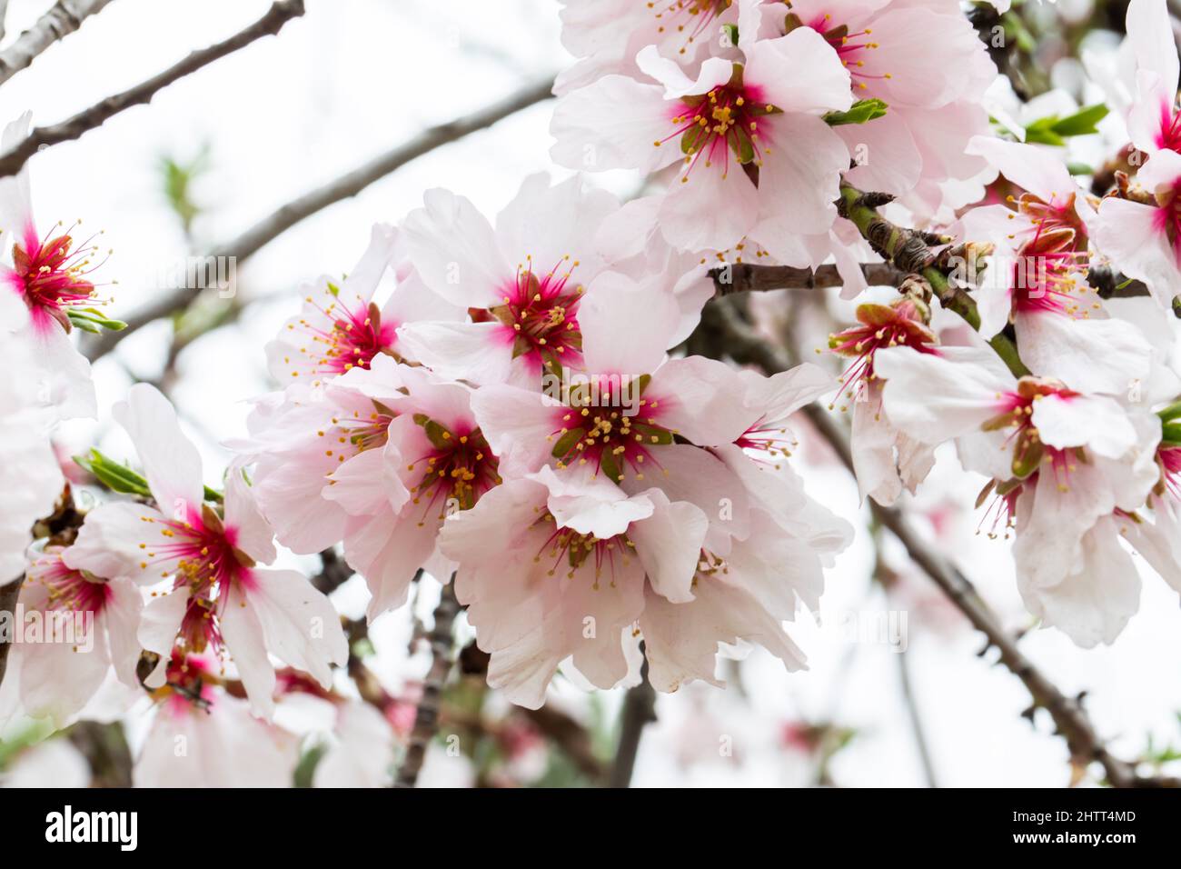Double flowering plum (Prunus triloba) and White flowering almond