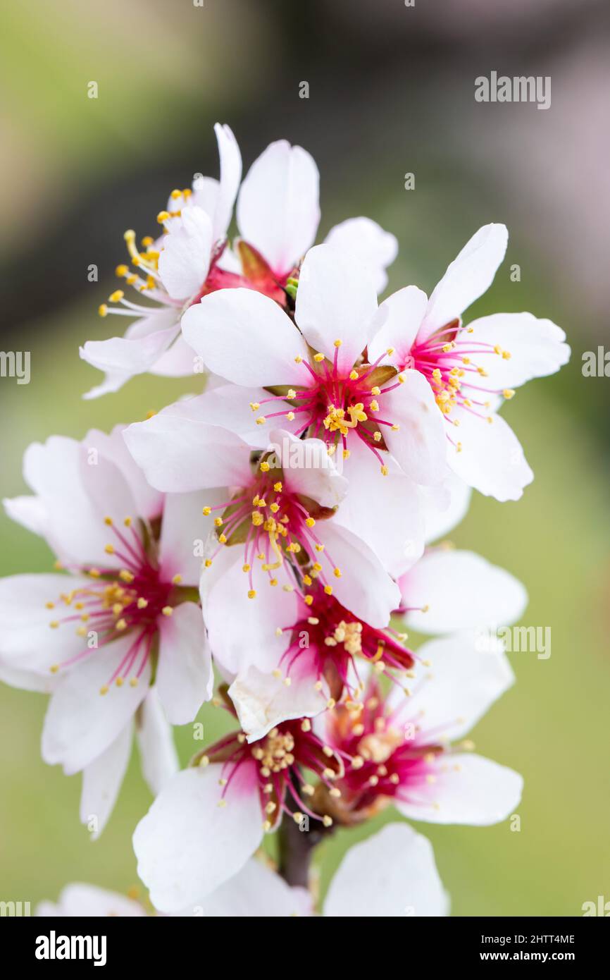 Double flowering plum (Prunus triloba) and White flowering almond