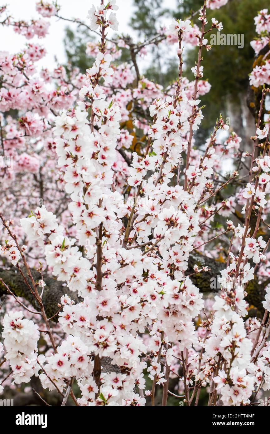 Double flowering plum (Prunus triloba) and White flowering almond