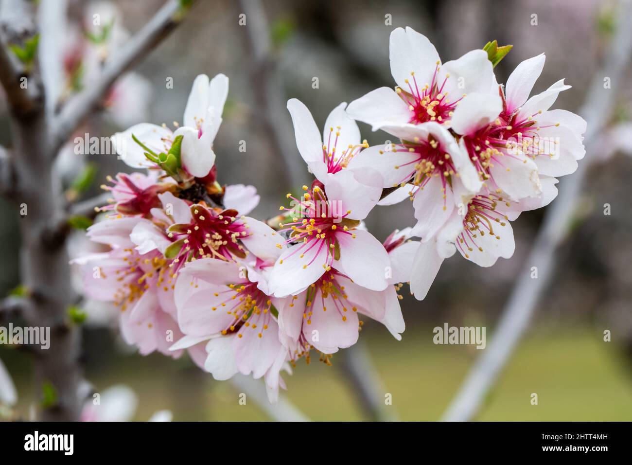Double flowering plum (Prunus triloba) and White flowering almond