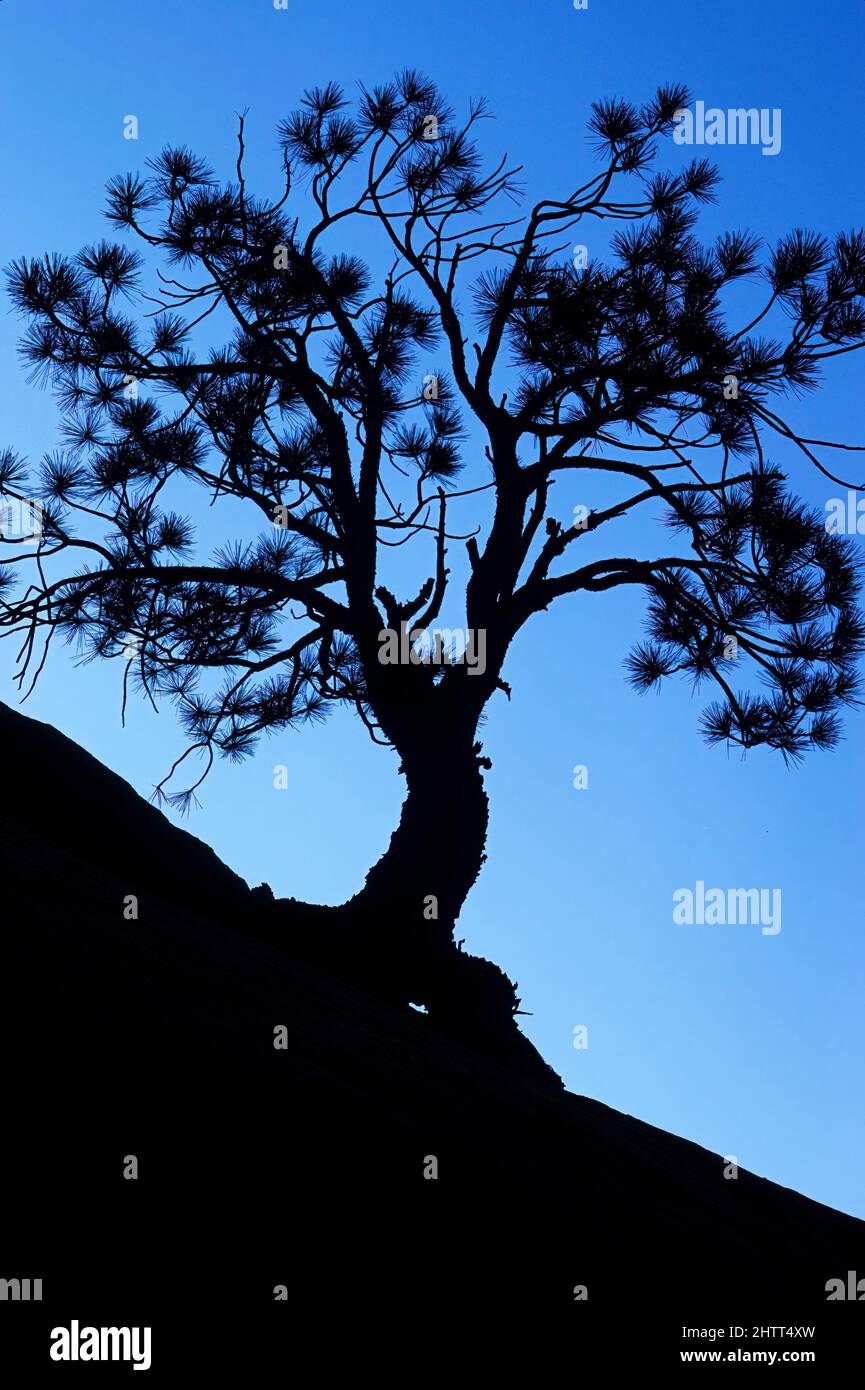 Pine growing on roadside cliff face silhouette Stock Photo