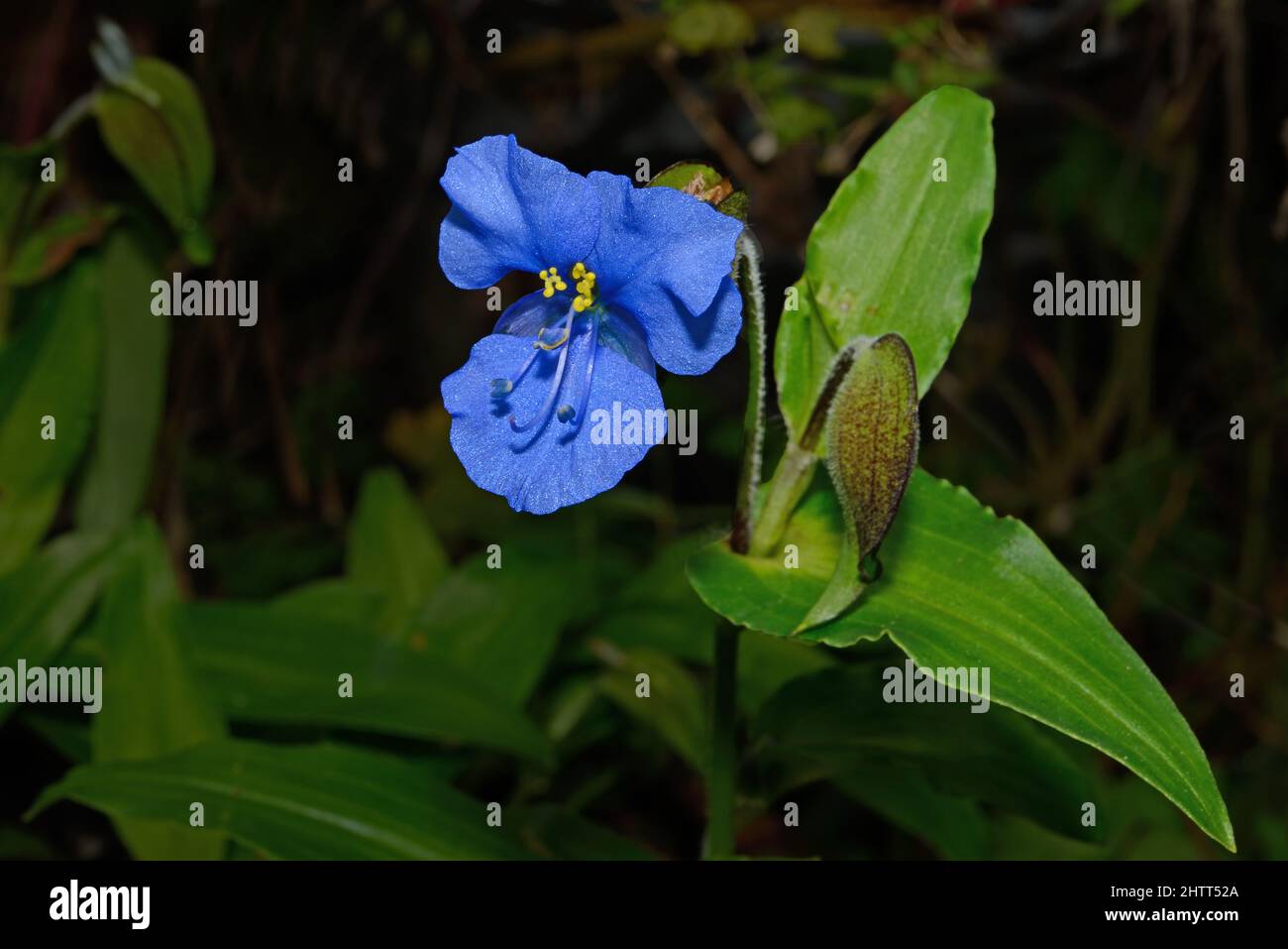 Commelina dianthifolia (birdbill dayflower) is found in south-western United States in open meadows; pinyon-juniper, ponderosa, spruce-fir forests. Stock Photo