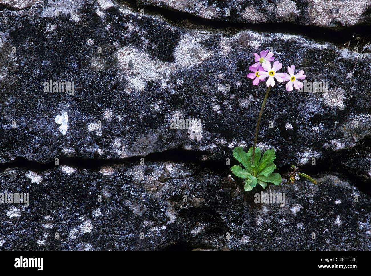 Bird's eye primrose growing in limestone cliff at Bruce Peninsula National Park Stock Photo