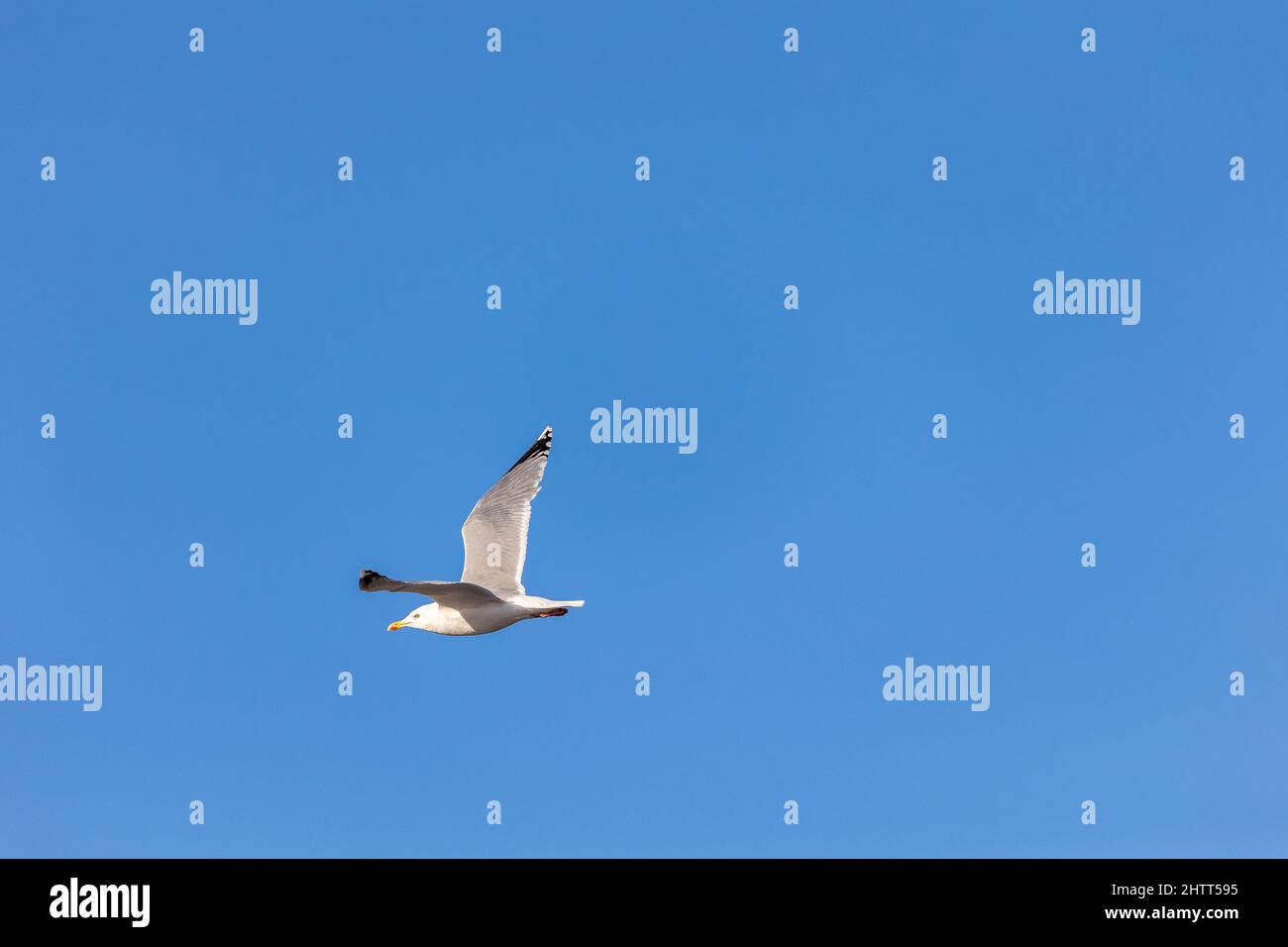 White bird flying in blue sky Stock Photo - Alamy