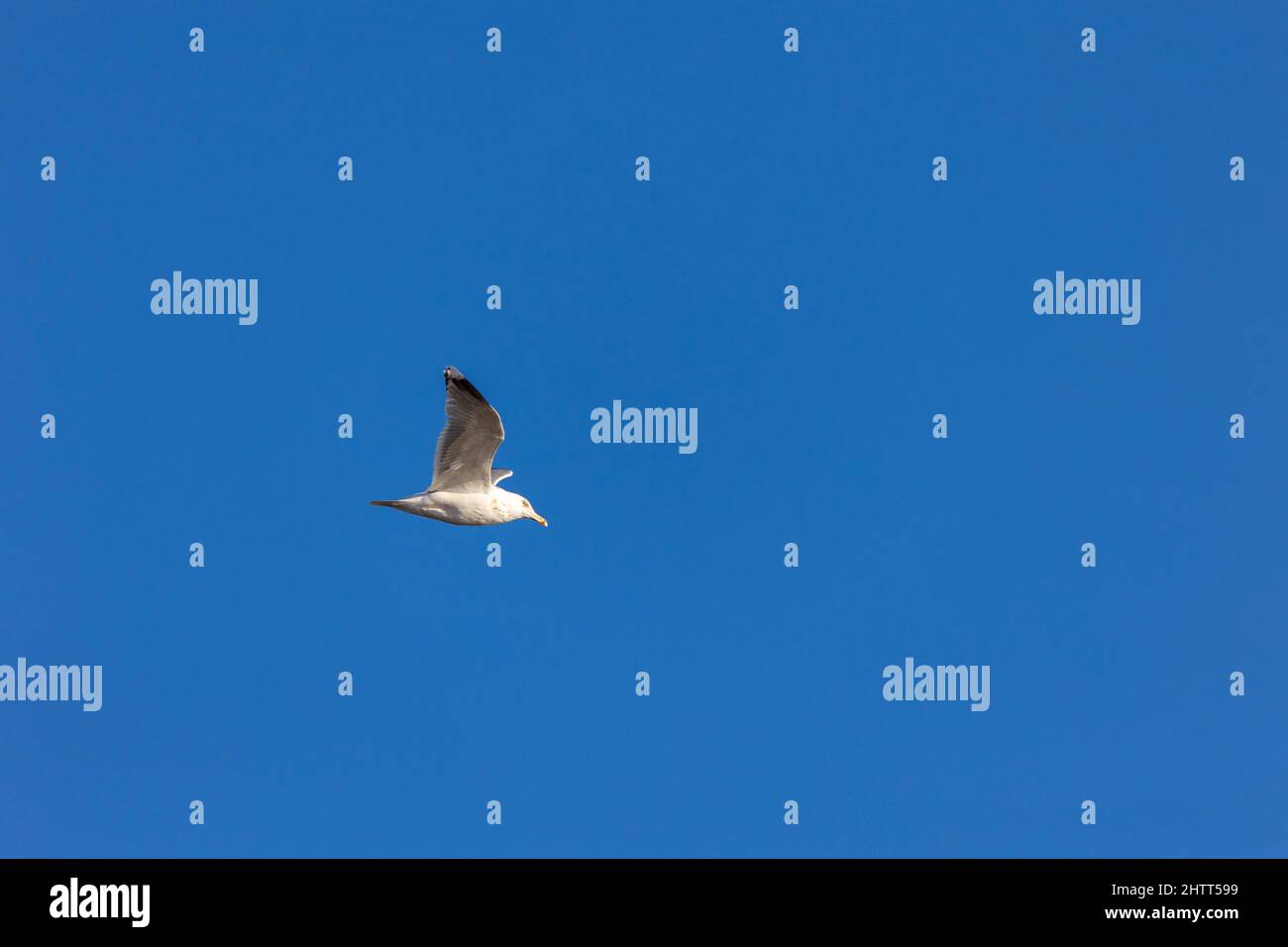 White bird flying in blue sky Stock Photo - Alamy