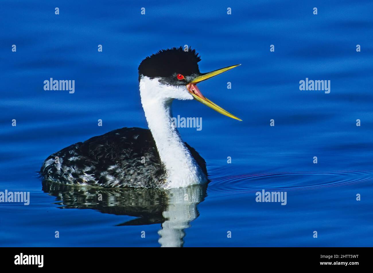 Western Grebe close-up at Bear River National Wildlife Refuge Utah Stock Photo