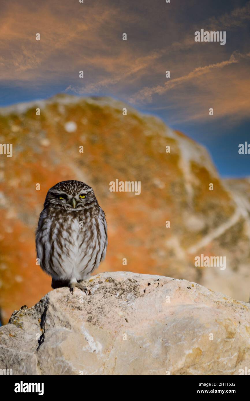 Athene noctua, or the European owl or little owl is a strigiform bird. Stock Photo