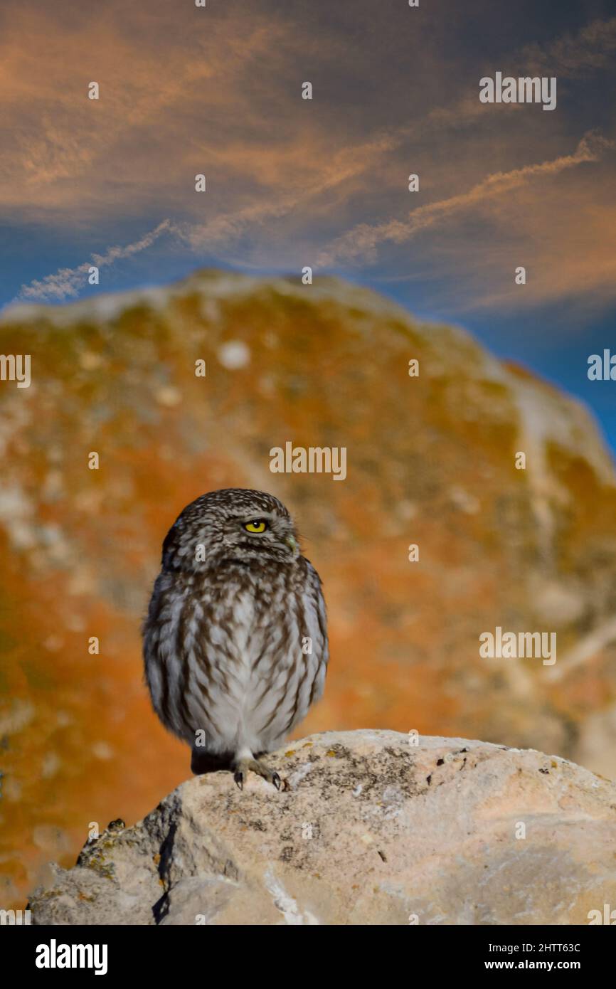 Athene noctua, or the European owl or little owl is a strigiform bird. Stock Photo