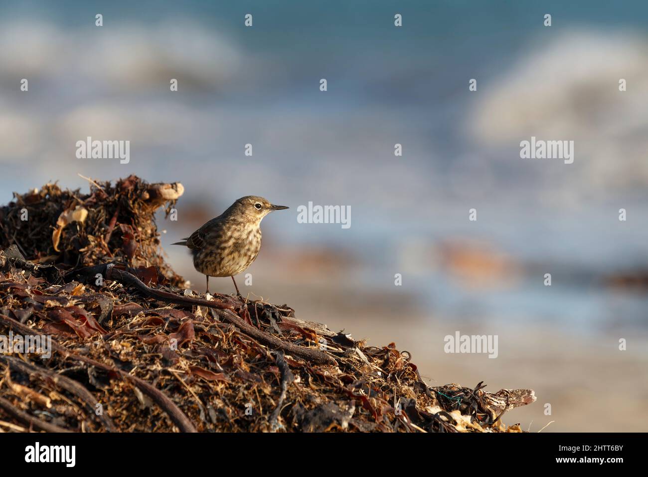 Rock pipit Anthus petrosus standing on washed up seaweed with soft background at Marazion Cornwall England UK Stock Photo