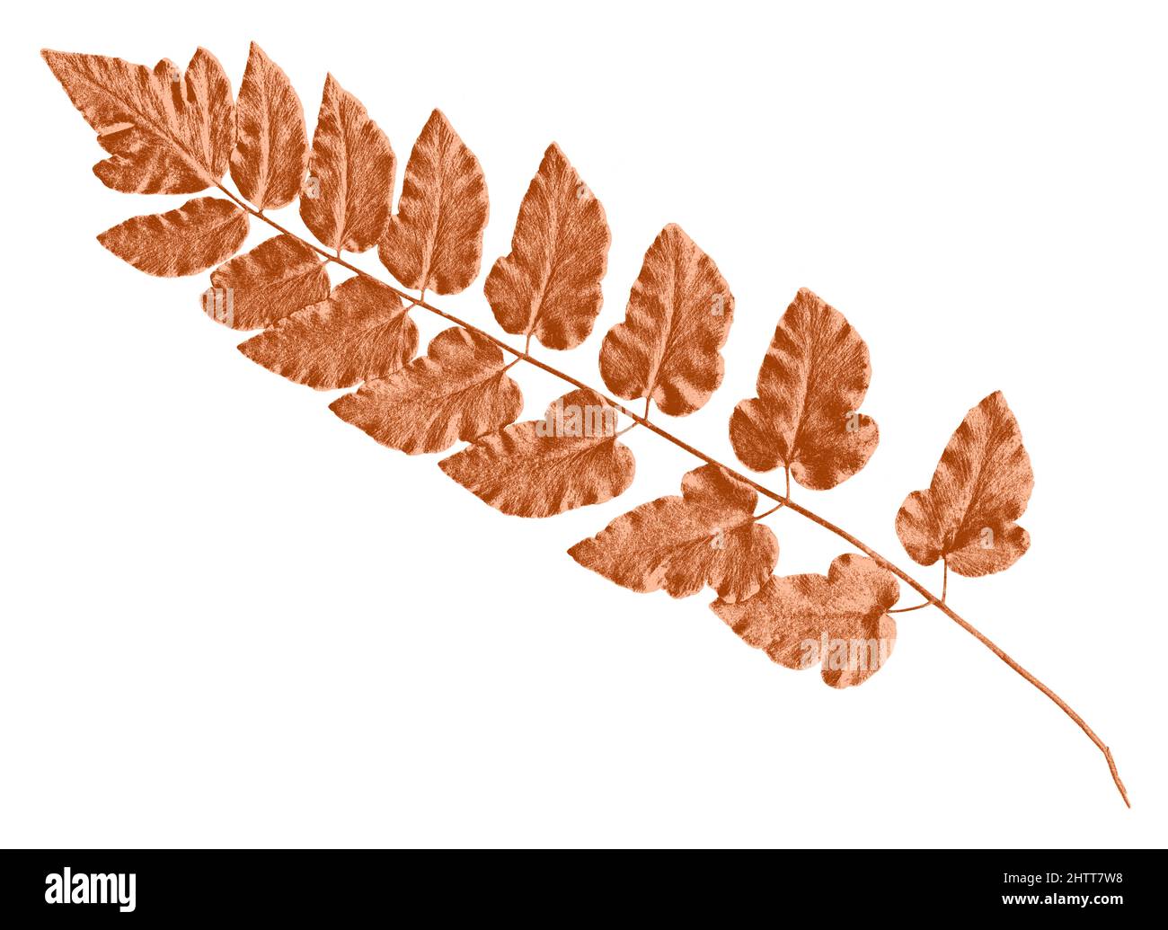 Fern leaf illustration in brown tones on white background Stock Photo