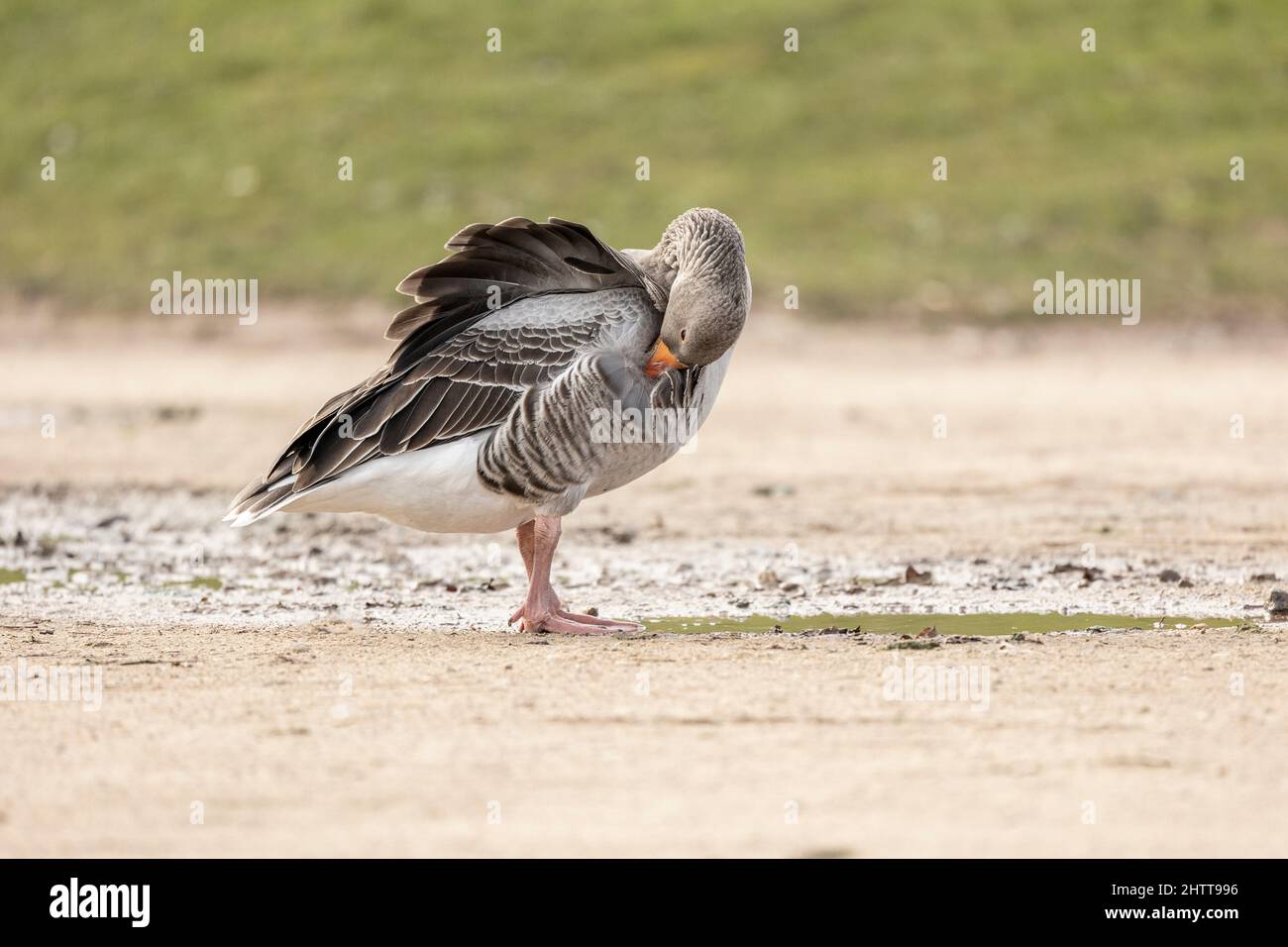 grey lag goose anser anser preening and walking near a puddle of water side on isolated from green background Stock Photo