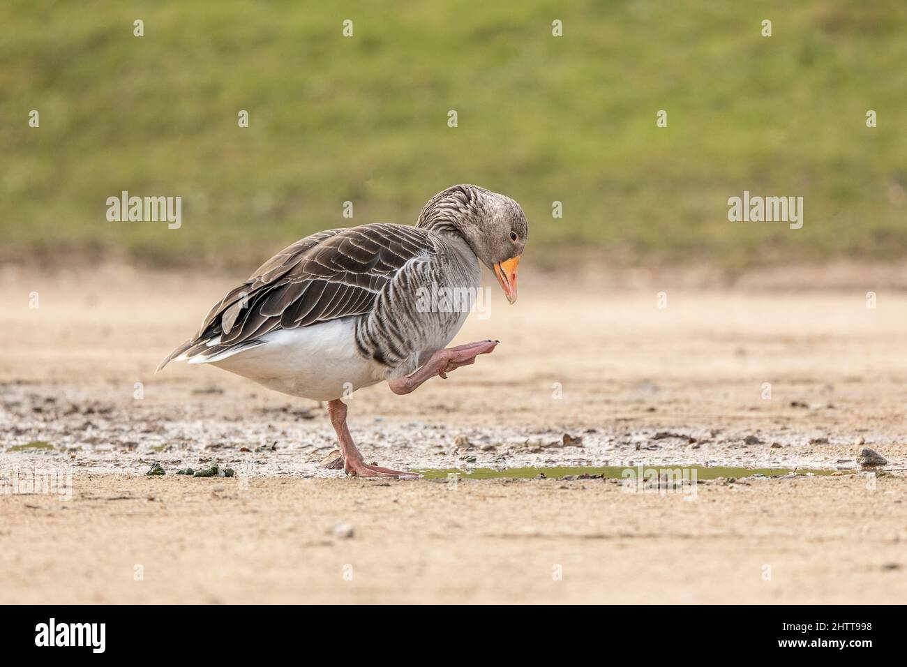 grey lag goose anser anser preening and walking near a puddle of water side on isolated from green background Stock Photo