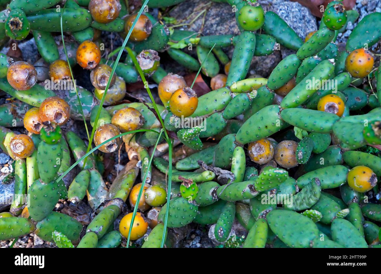 Wild cactus fruits (Tacinga subcylindrica) Stock Photo