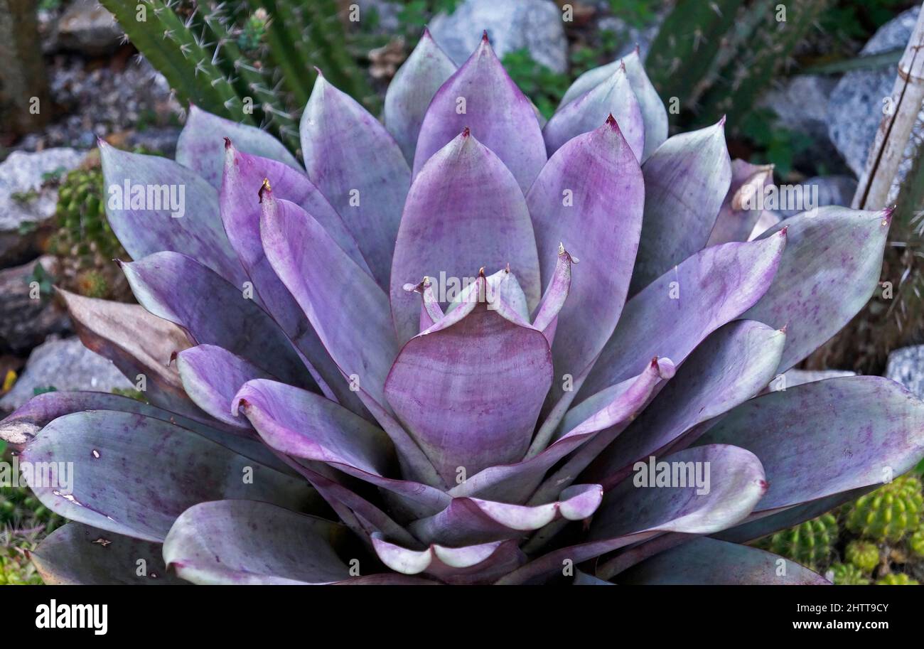 Purple bromeliad in the garden, Brazil Stock Photo