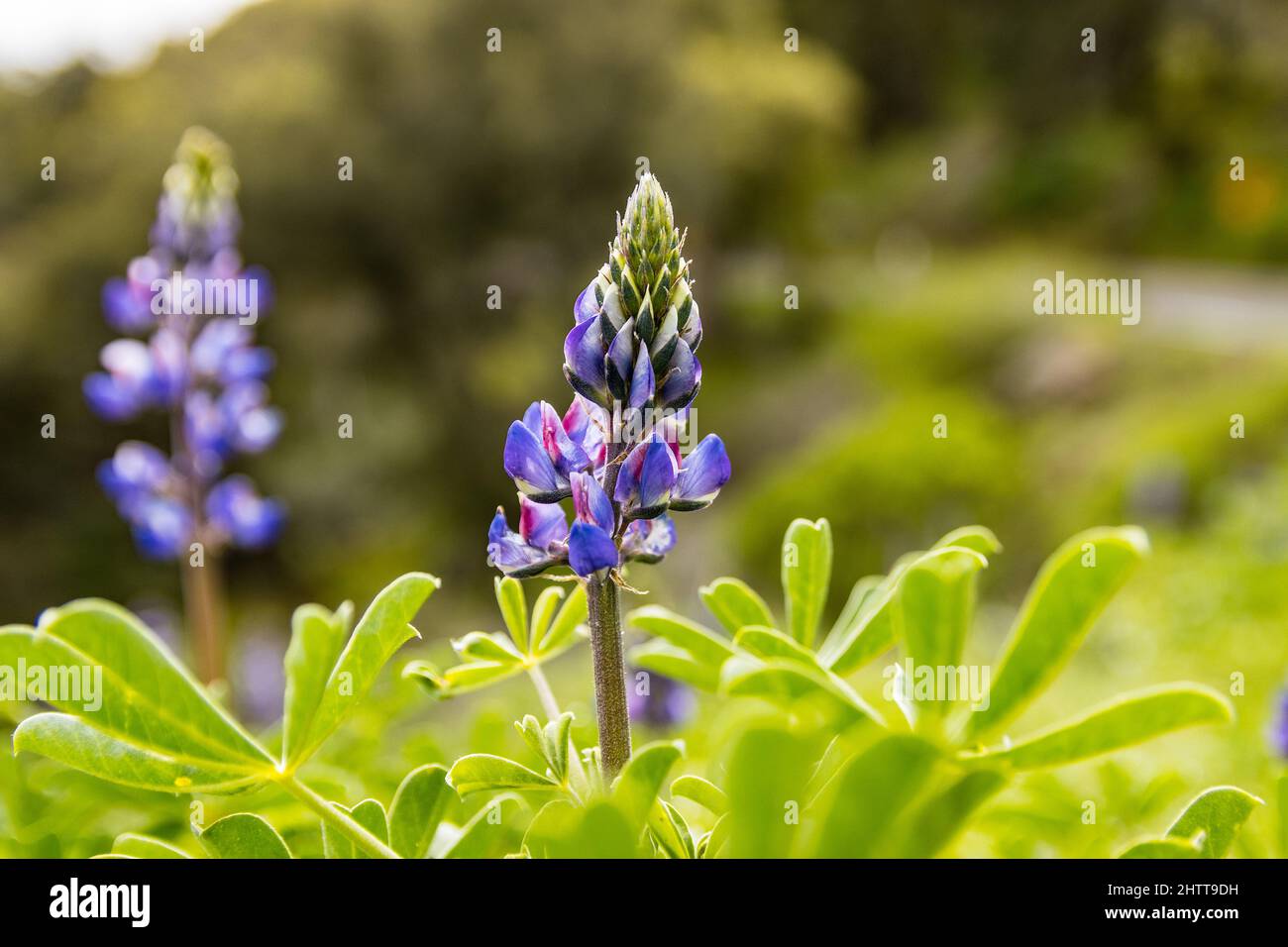 Lupine blossoms along Highway 128 in Napa County California USA Stock Photo
