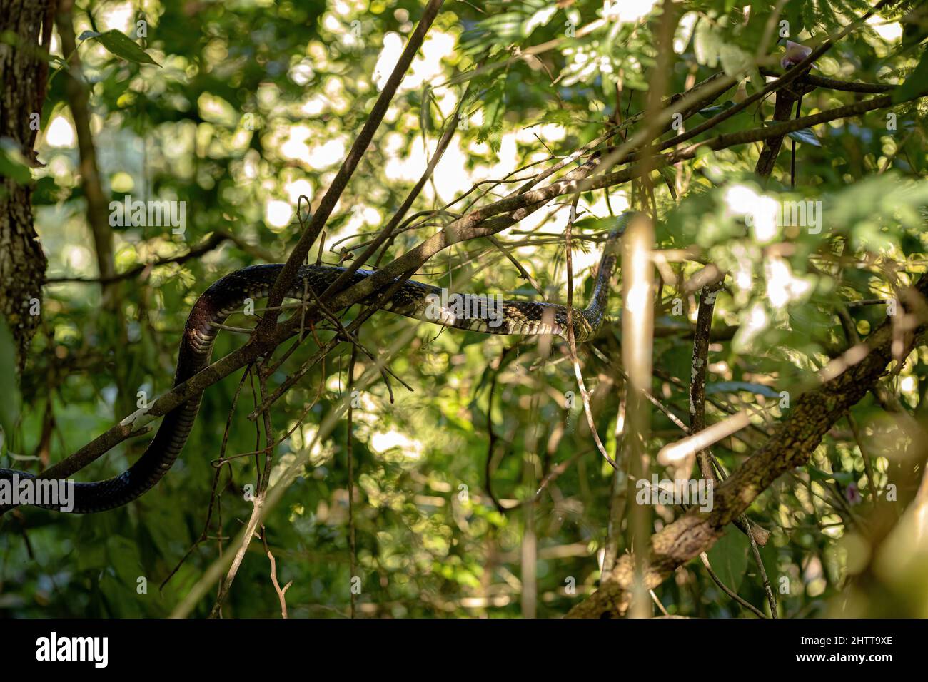 Black and yellow Chicken Snake of the species Spilotes pullatus Stock Photo