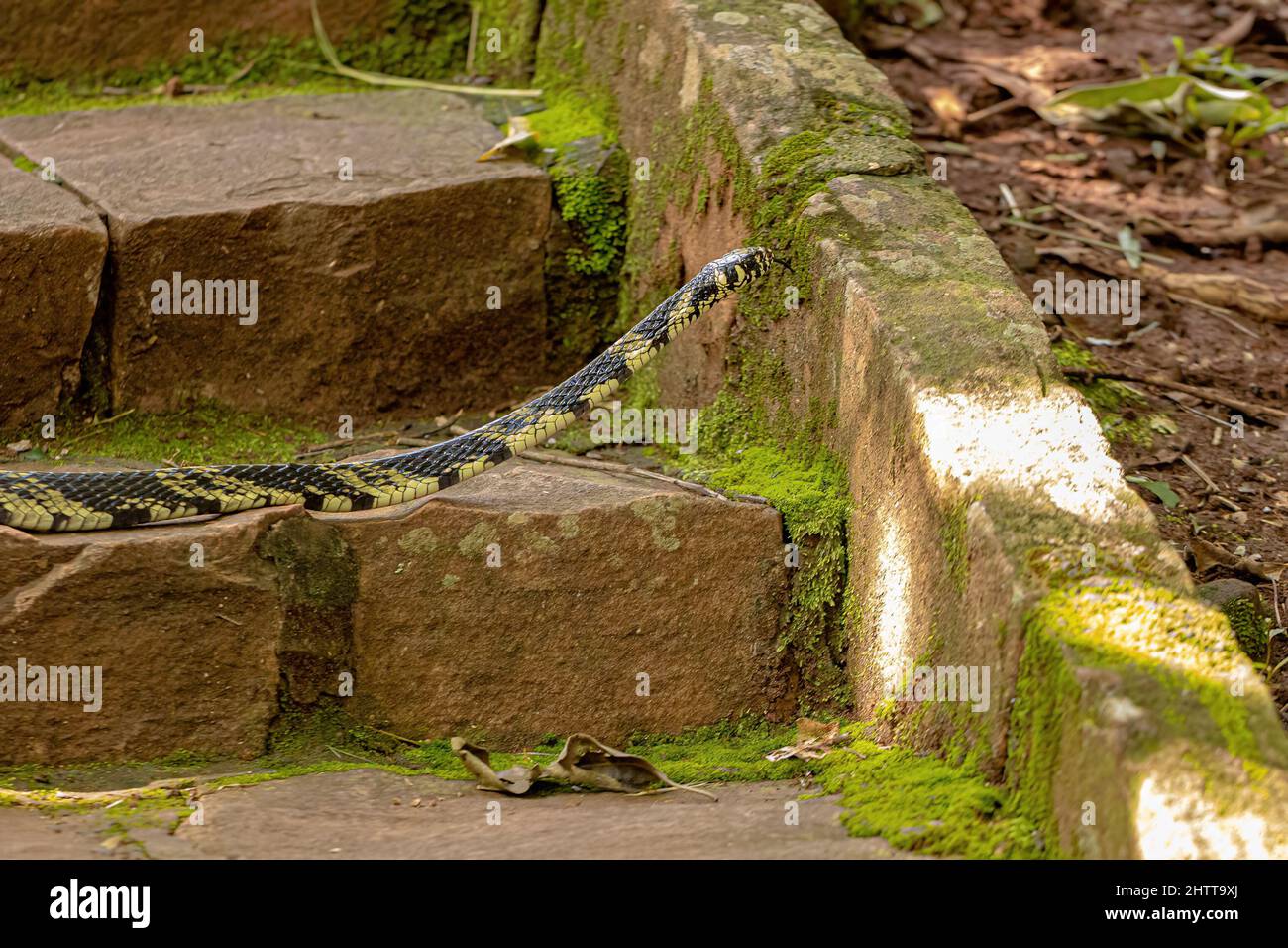 Black and yellow Chicken Snake of the species Spilotes pullatus Stock Photo