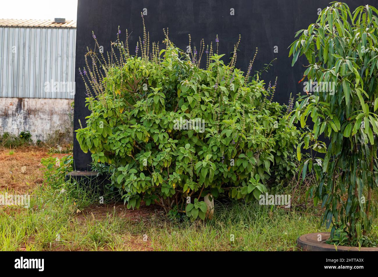 Woolly Plectranthus Plant of the species Coleus barbatus Stock Photo