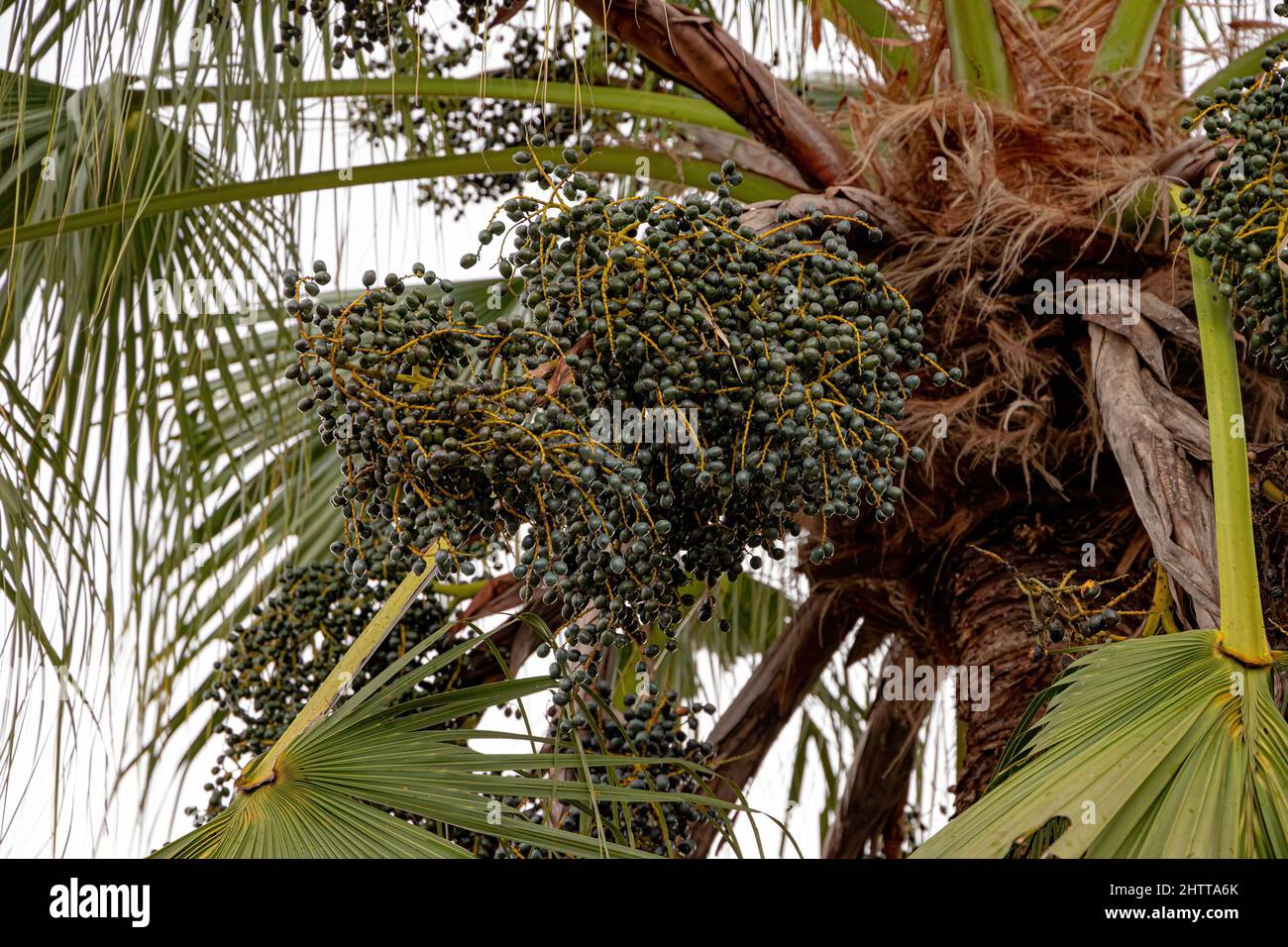 Green Palm Tree of the Family Arecaceae with fruits Stock Photo
