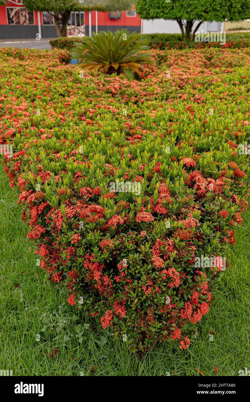 Chinese Ixora Plant Flower of the species Ixora chinensis Stock Photo Alamy