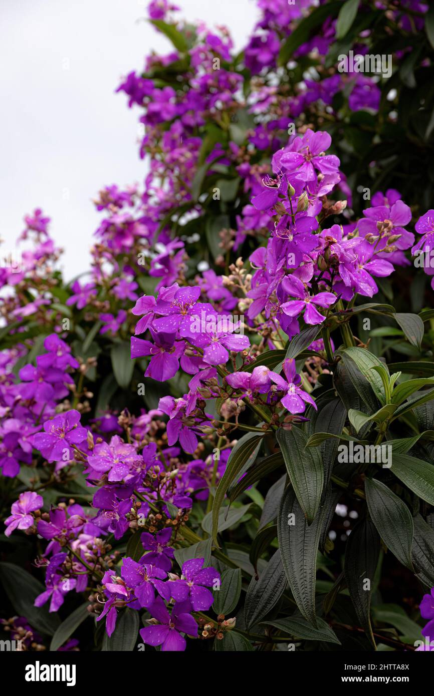 Glory Bush Tree of the species Pleroma granulosum Stock Photo