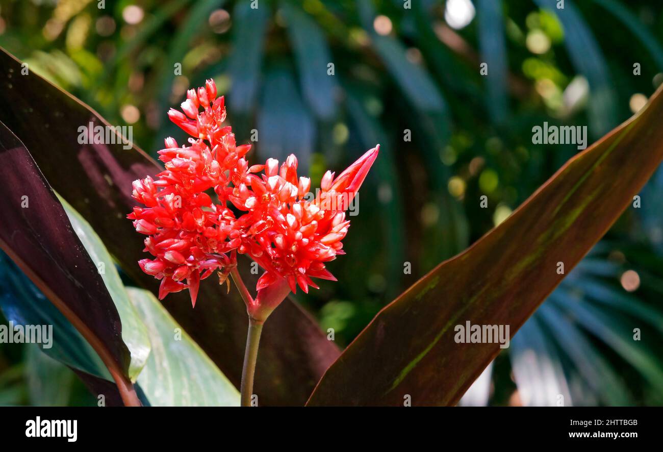 Red maranta flowers (Stromanthe thalia) Stock Photo