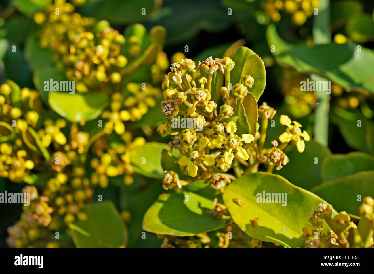 Small Yellow From Rio Yellow wild bloom hi-res stock photography and images - Alamy