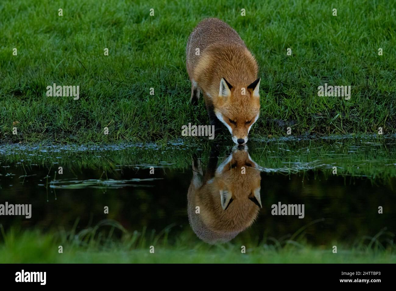 A beautiful fox drinking water from the river in a forest Stock Photo