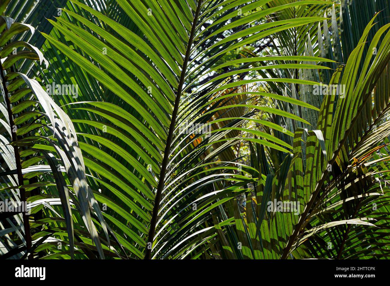 Palm tree leaves (Attalea geraensis) Stock Photo