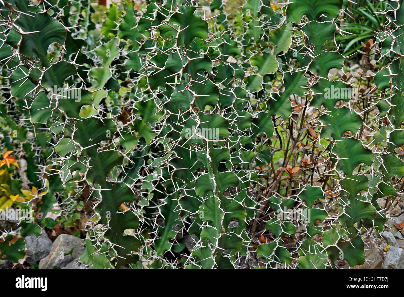 Cow’s Horn Cactus (Euphorbia grandicornis), Rio Stock Photo - Alamy