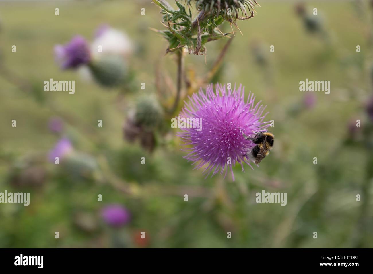 Distel mit Biene, Juist Salzwiese, Thistle with bee, Juist salt marsh Stock Photo