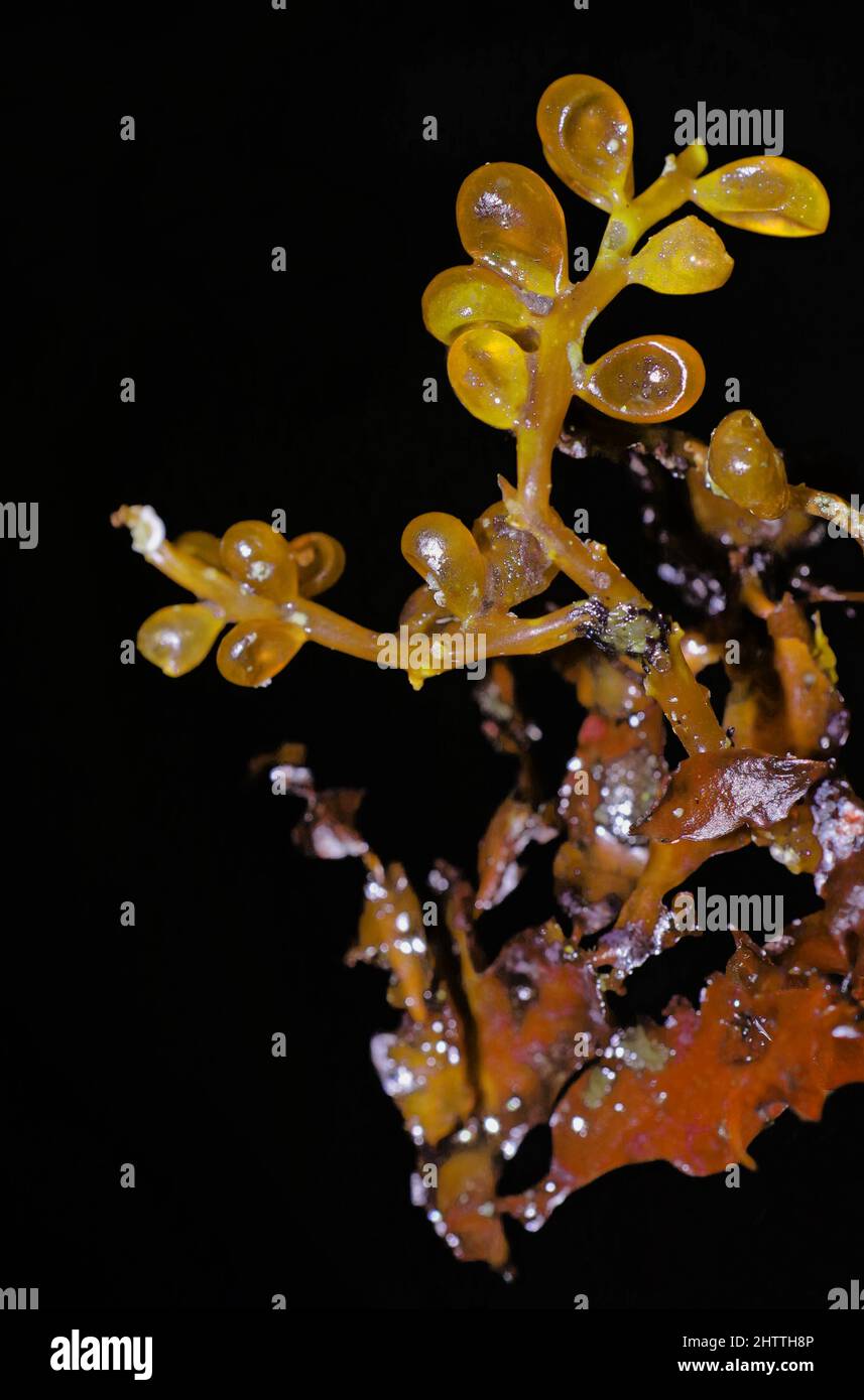 Seaweed (caulerpa racemosa) close-up Stock Photo
