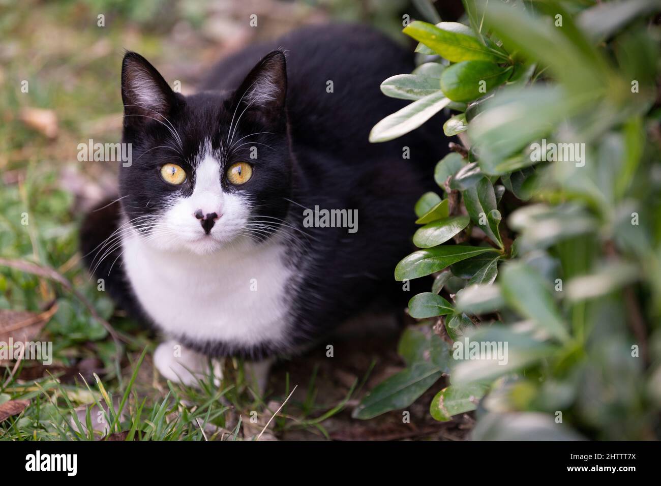beautiful black and white young cat in the garden. yellow eyes cat. Stock Photo