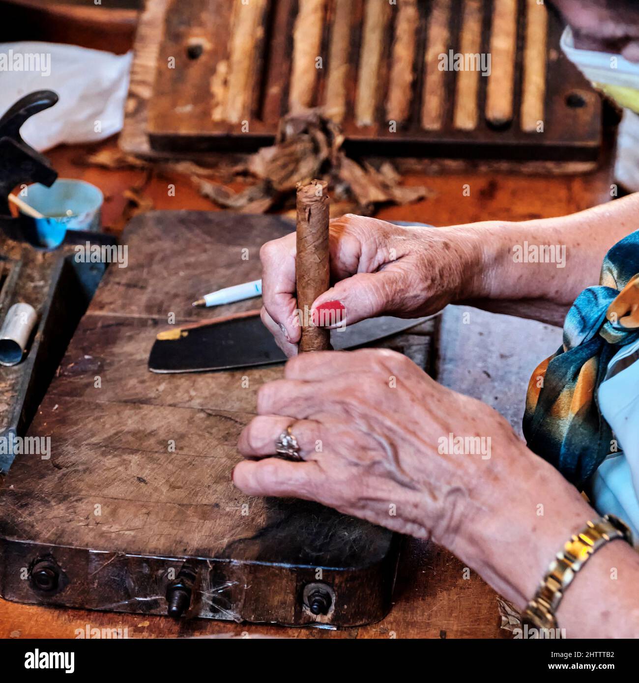 Older female hands making cuban cigar from tobacco leaves. Stock Photo