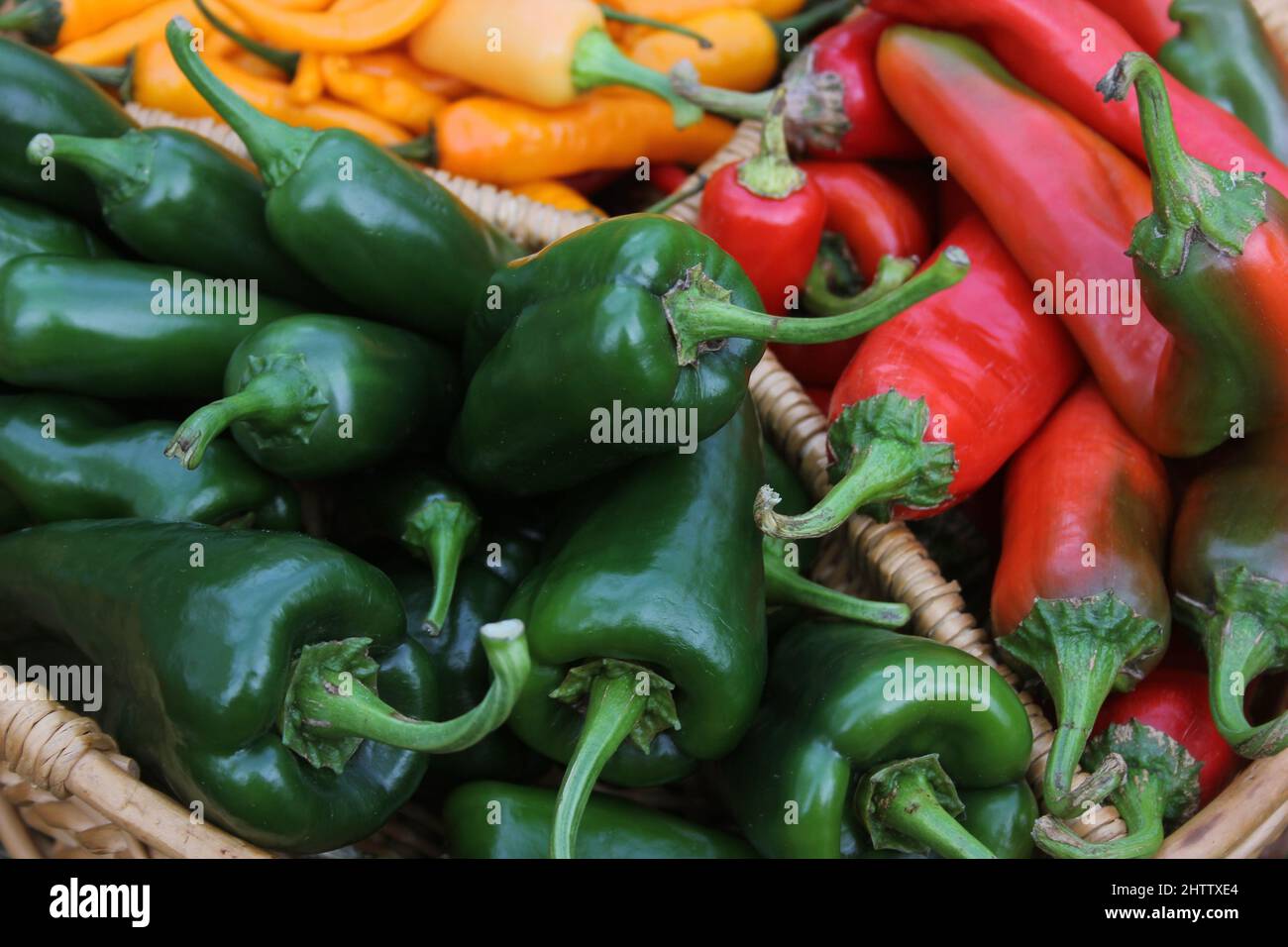 Poblano Peppers with Red Peppers and Yellow Peppers Stock Photo