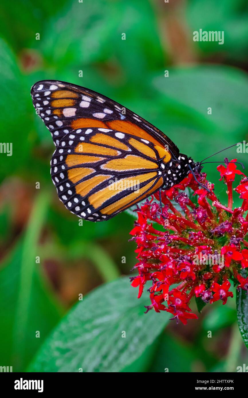South carolina butterfly hires stock photography and images Alamy