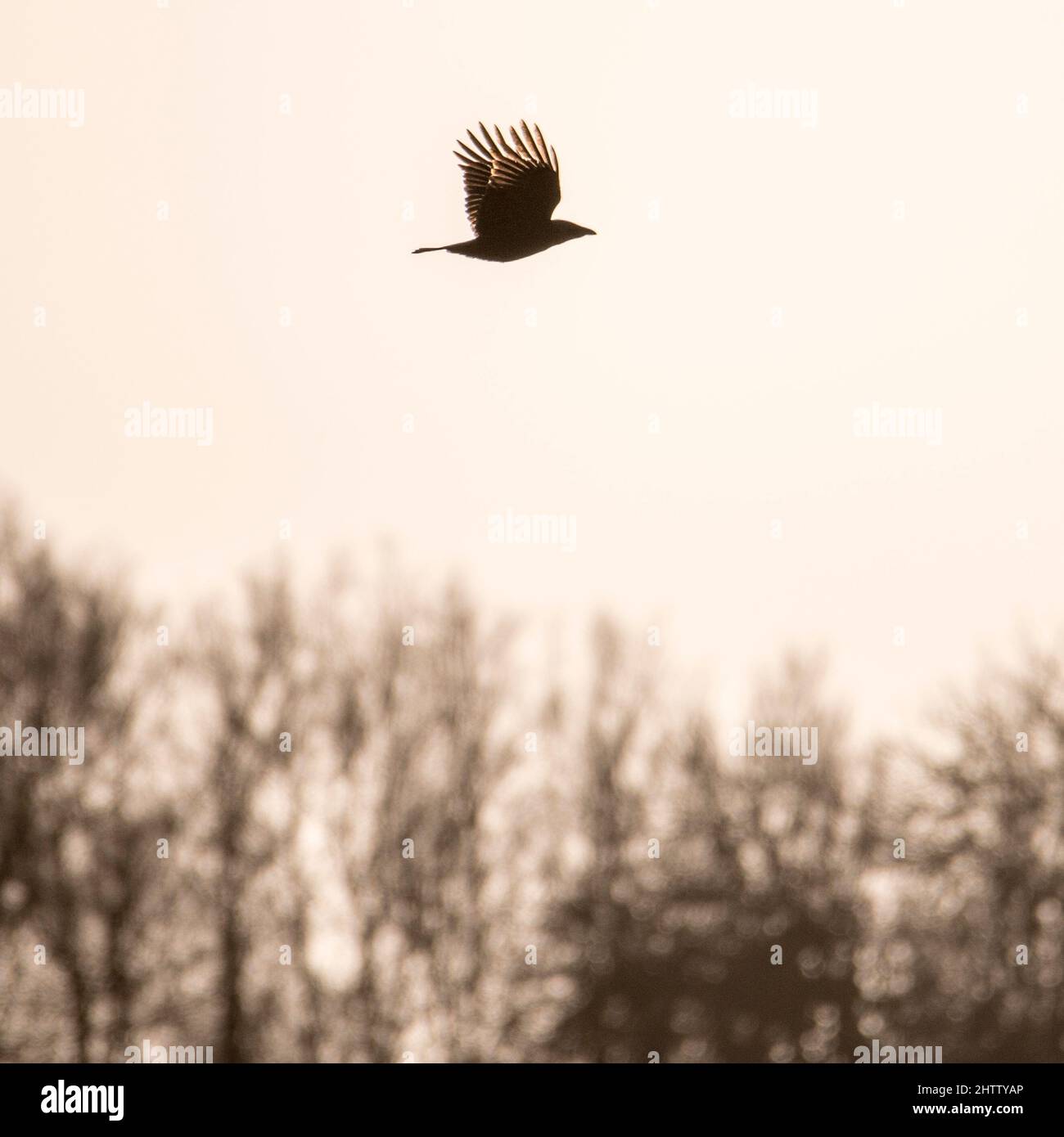 Carrion crow (Corvus corone) flying over trees Stock Photo